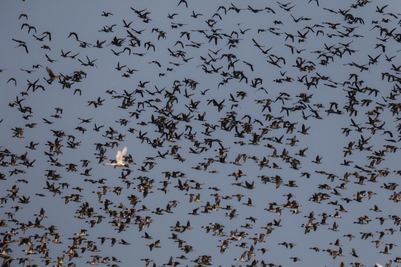 空一面の野鳥の群れ