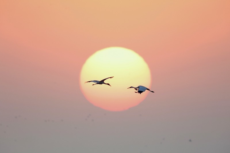 夕日に二羽の野鳥