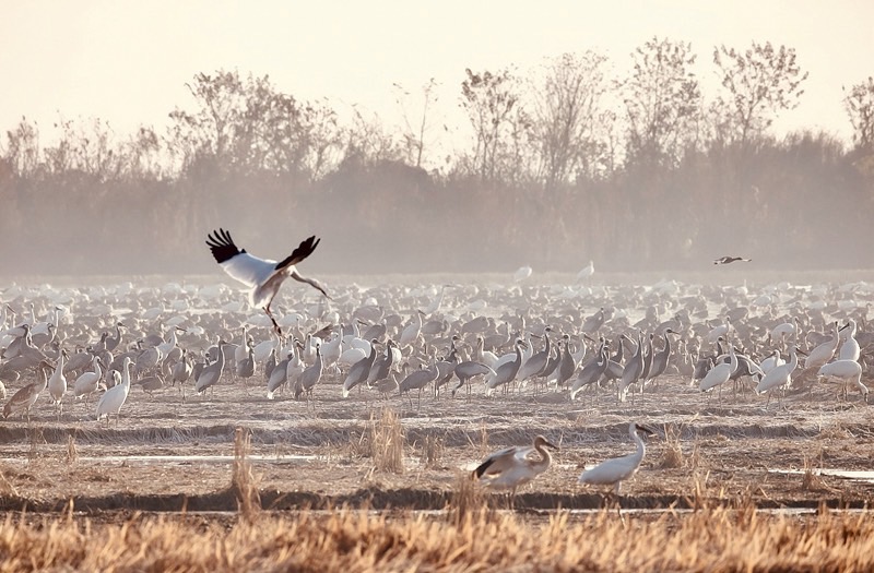 地面一面の鳥たちと、一羽の飛ぶ野鳥