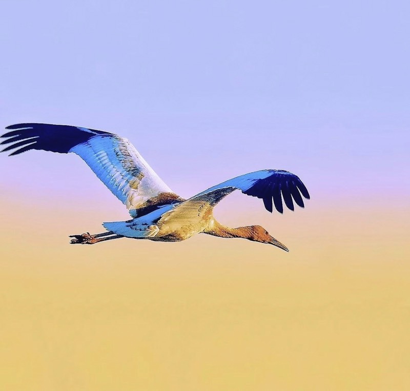 一羽の野鳥
