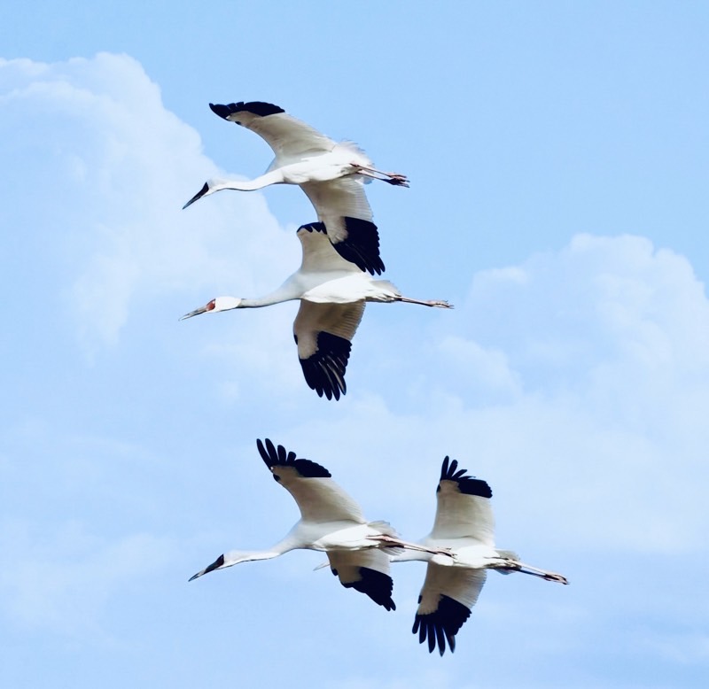 ４羽の飛ぶ野鳥