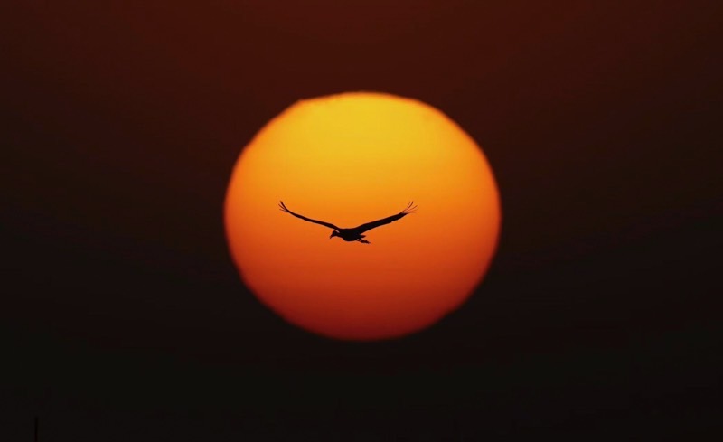 まんまるの太陽と一羽の野鳥