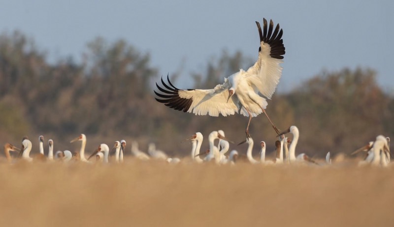 多くの休んでる鳥と一羽の舞う野鳥