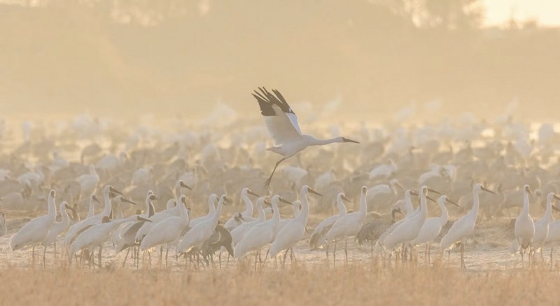 地面一面の鳥たちと、一羽の飛ぶ野鳥