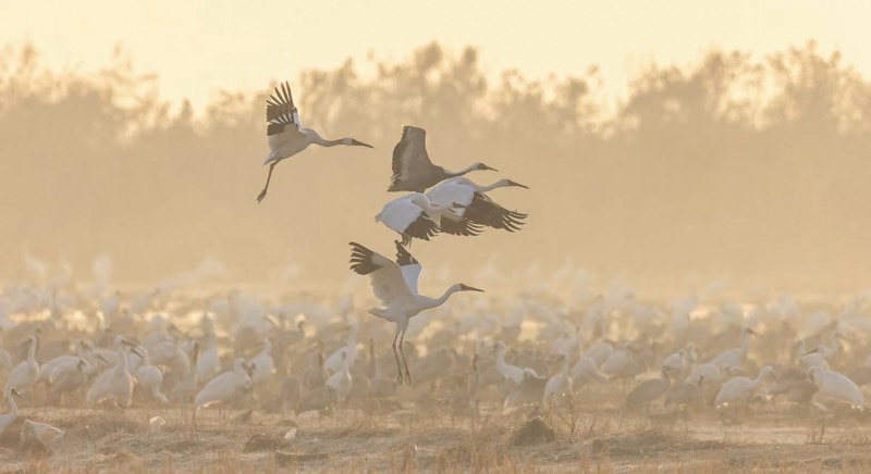 地面一面の鳥たちと、数羽の飛ぶ野鳥
