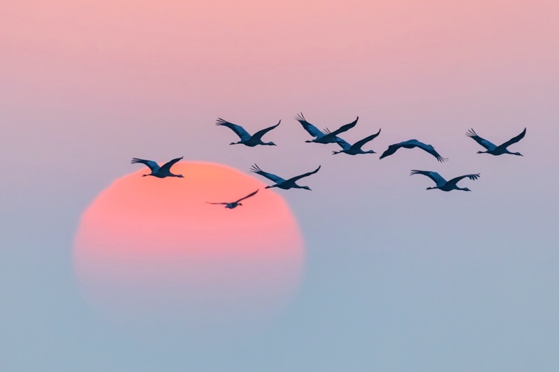 沈む夕日と多数の野鳥