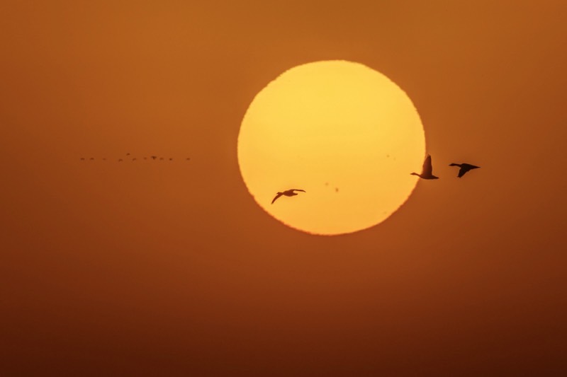 まんまるの太陽と３羽の野鳥