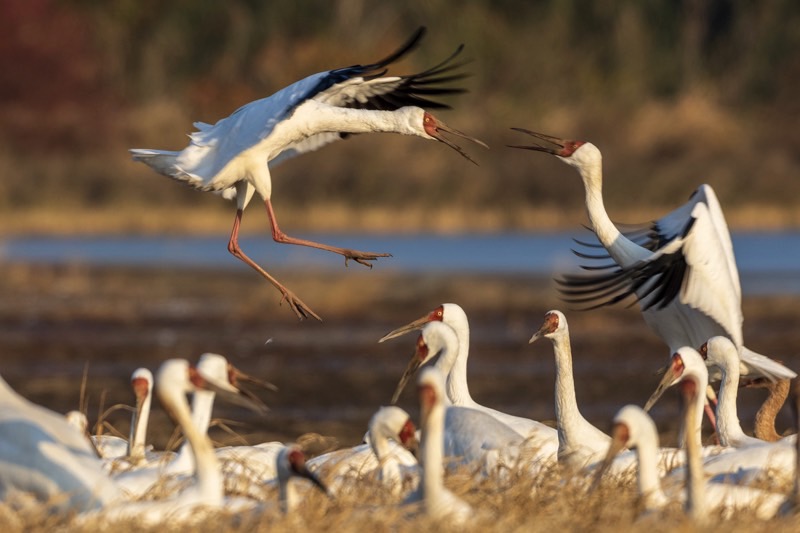 休む鳥たちと喧嘩する２羽の野鳥