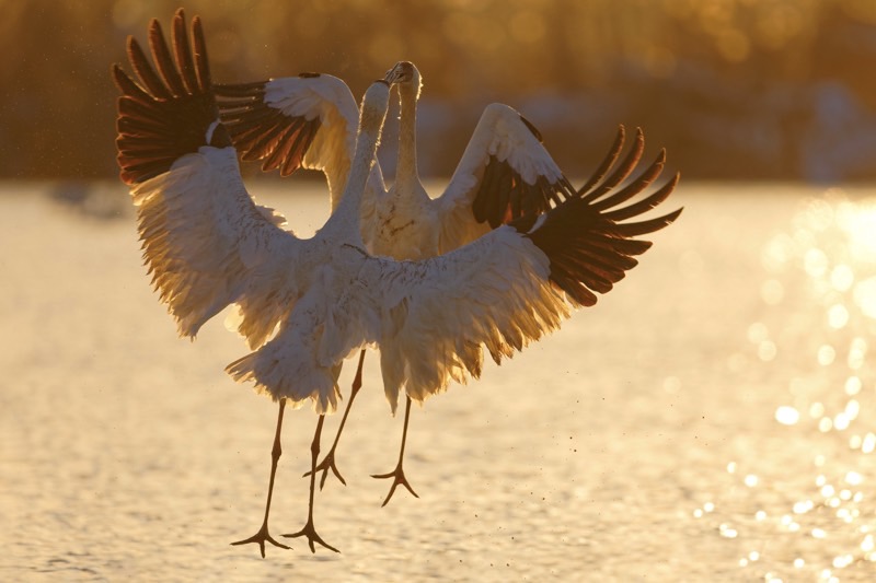 湖面で、２羽の踊るように見える野鳥