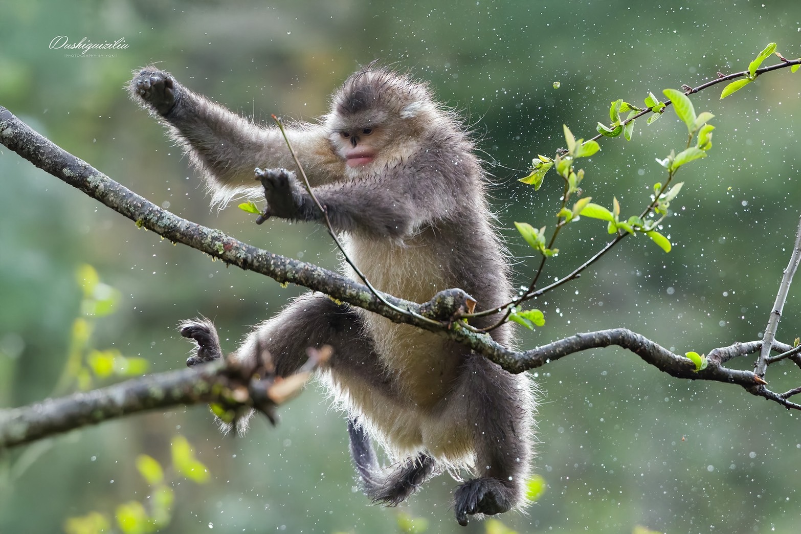 雲南省のシャングリラにいる、ウンナンキンシコウという希少な猿が躍動している