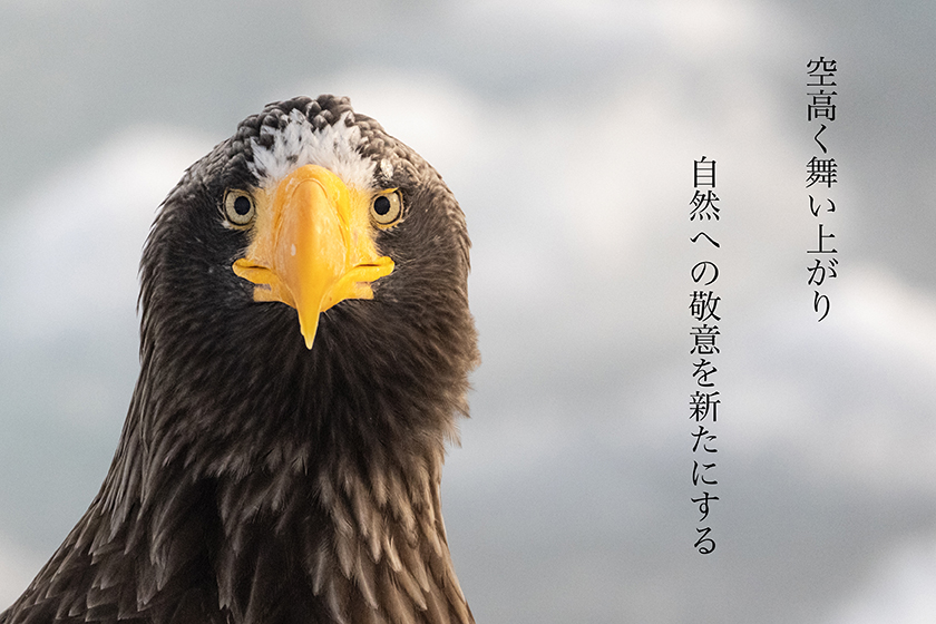 メイン画像 鷲