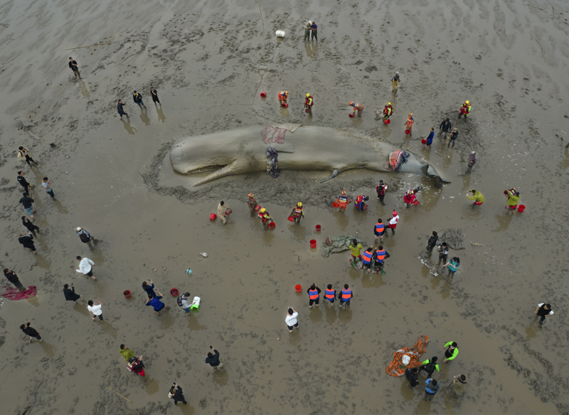 もみじ賞(銅賞30名)作品名「マッコウクジラを救う」撮影者「張煜」中国人,波打ち際に打ち上がったマッコウクジラを大勢の人が救おうとしている