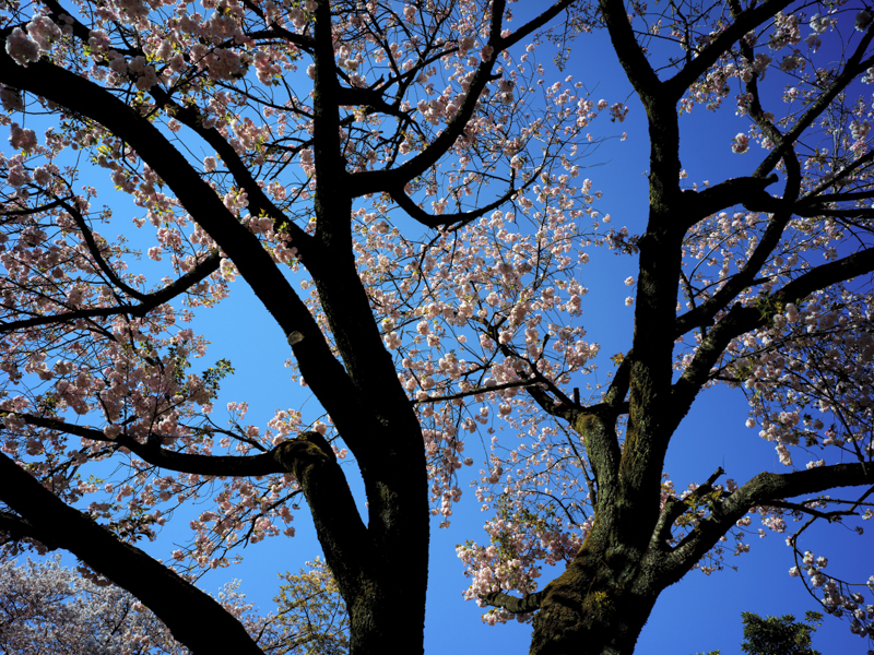 優秀賞(銅賞74名)作品名「古樹桜」撮影者「袁海忠」中国人,青空と桜